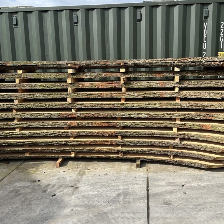 Nieuwe aanwinst: een eikenboom van meer dan een meter doorsnee